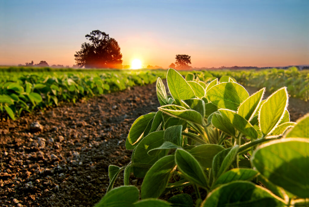 Soybean field and soy plants in early morning.