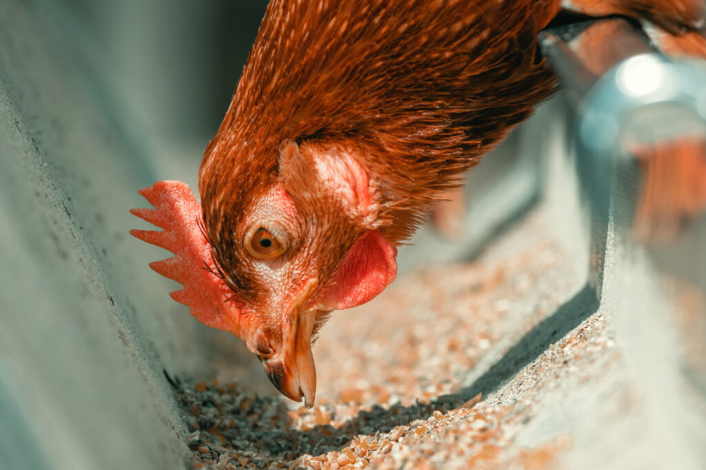 Close up of chicken hen feeding in cage