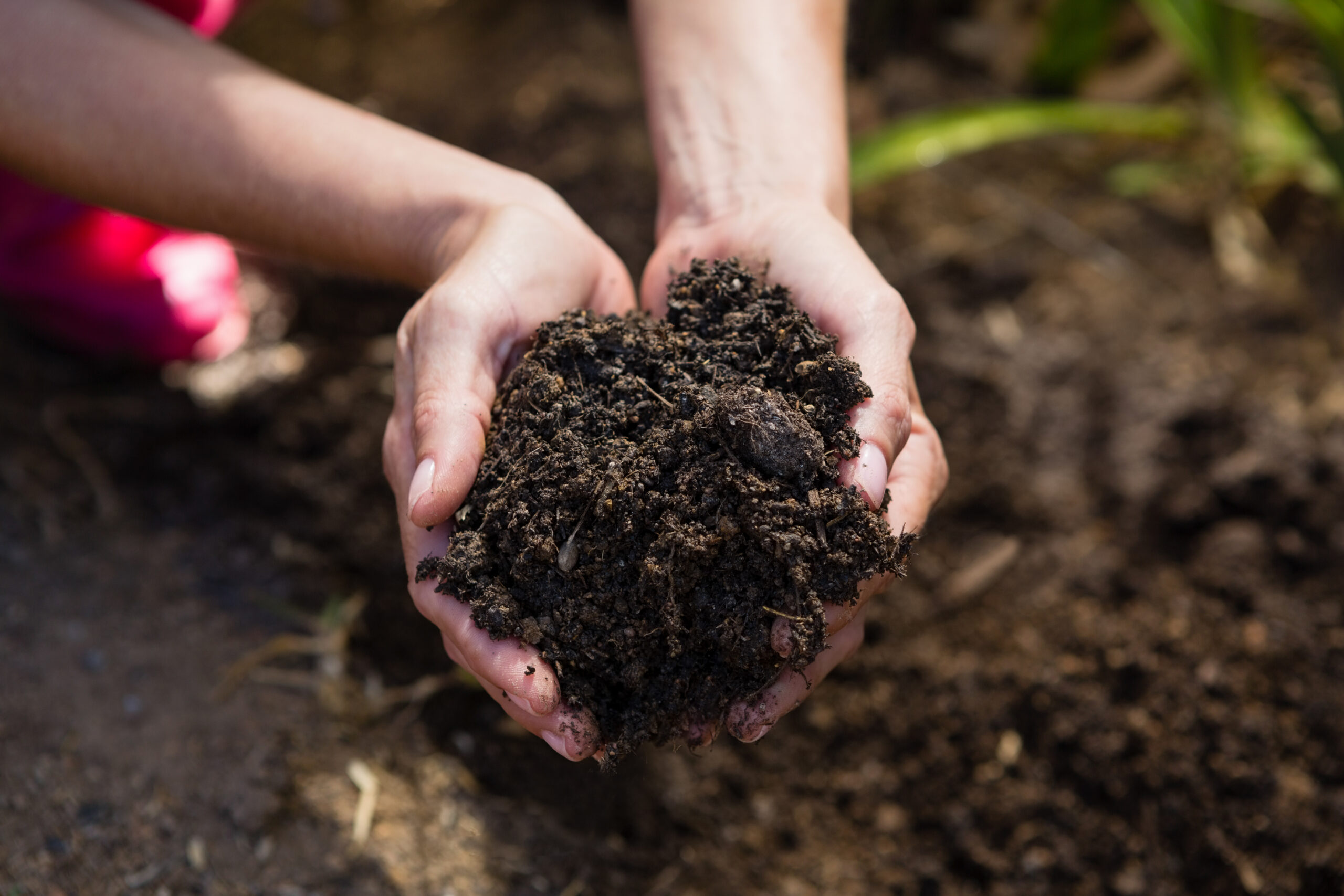 Close-up of woman holding soil in garden on a sunny day