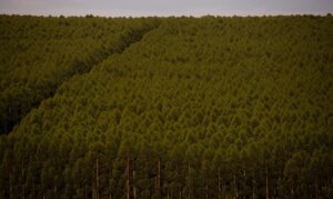 Planted forests lose only 5% of soil carbon, says Embrapa