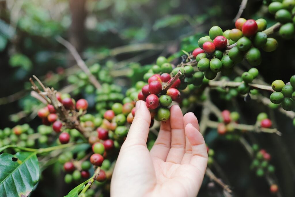 hand-picking-coffee-beans-from-coffee-plant-tree-2021-08-30-04-01-22-utc