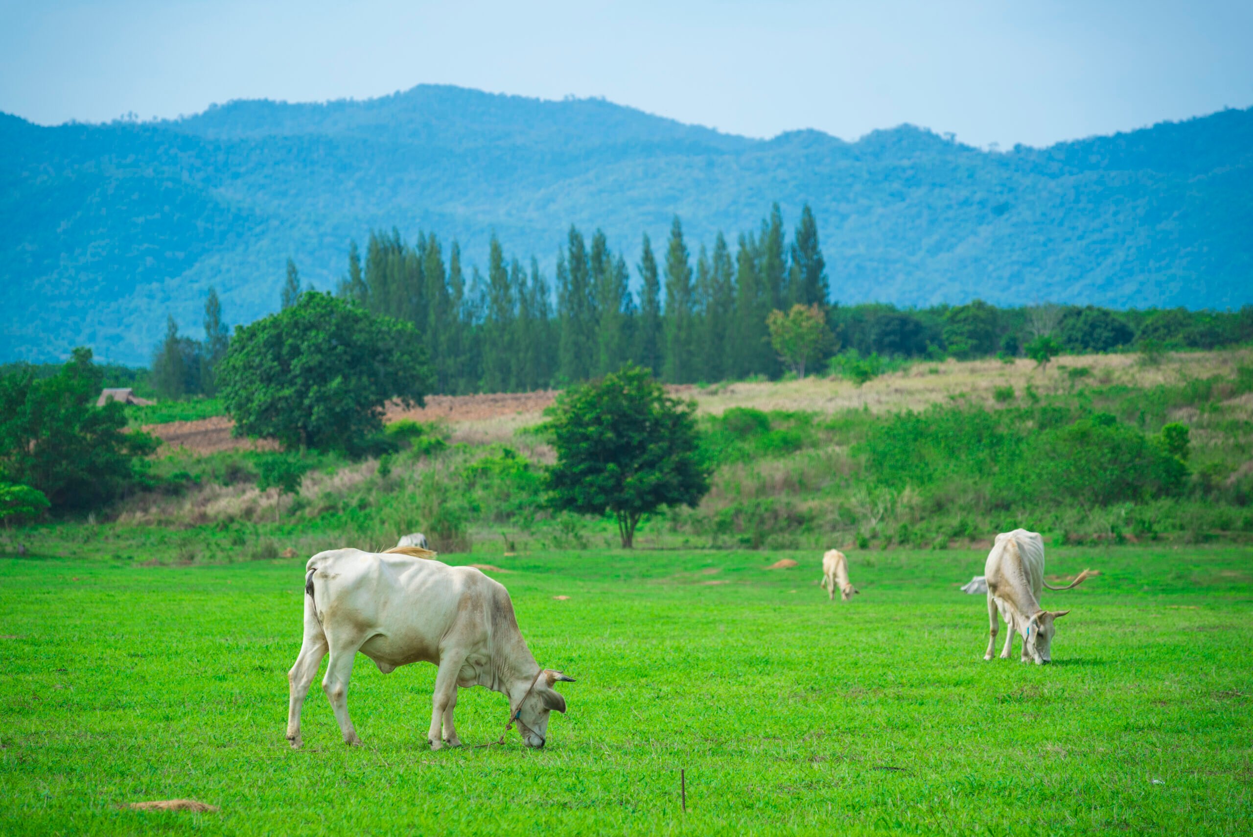 cattle in farm view
