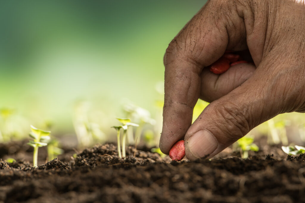 Farmer’s hand planting seeds in soil