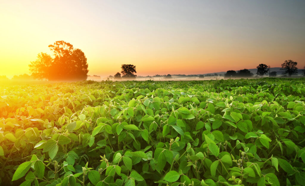 Soybean field in early morning