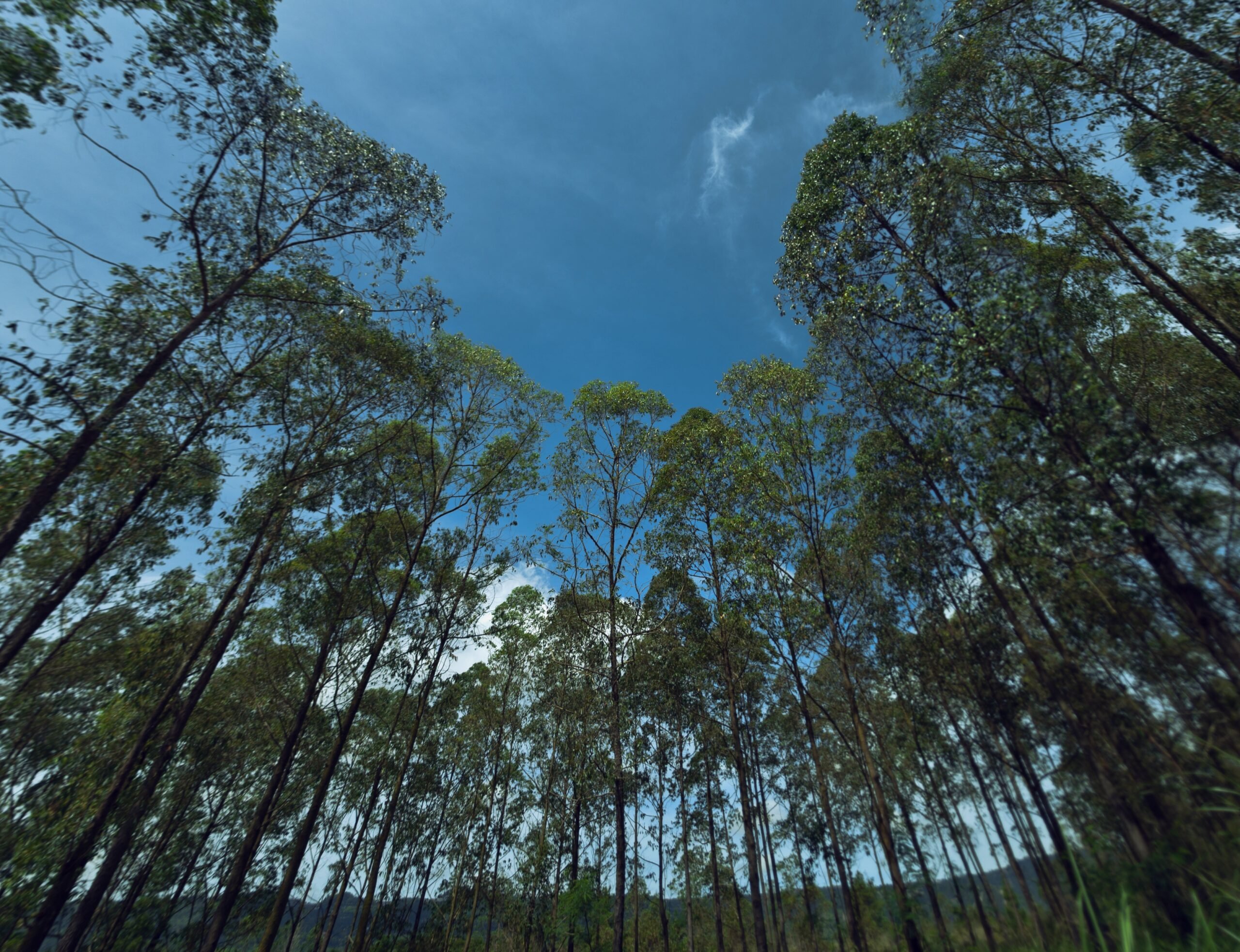 eucalyptus-forest-2021-08-30-08-11-33-utc