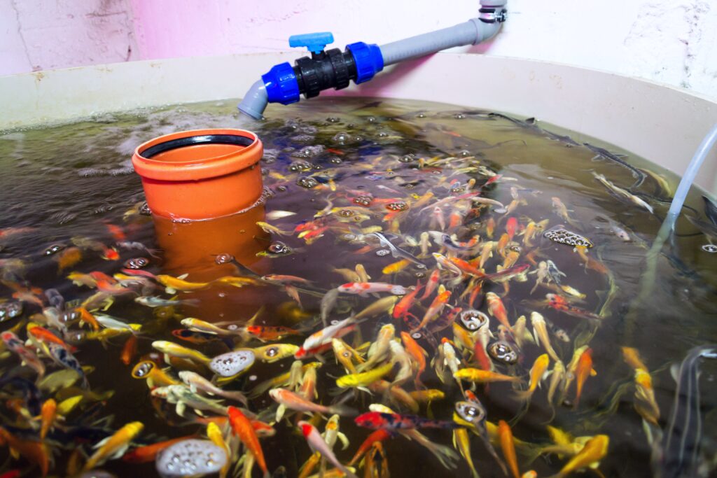 Various fish species in aquaponics system, combination of fish aquaculture with hydroponics, cultivating plants in water under artificial lighting