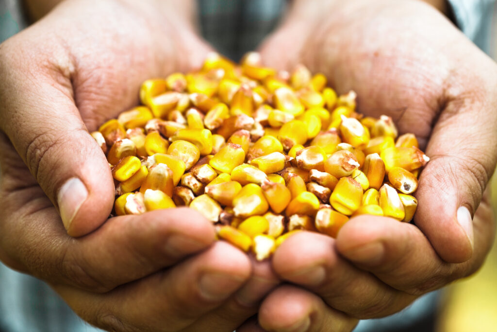 Fresh corn in hands