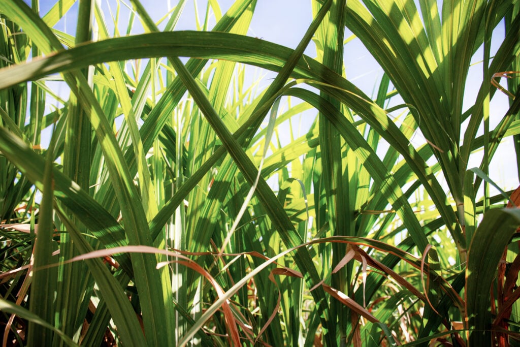 Leaves of sugarcane at sunlight.