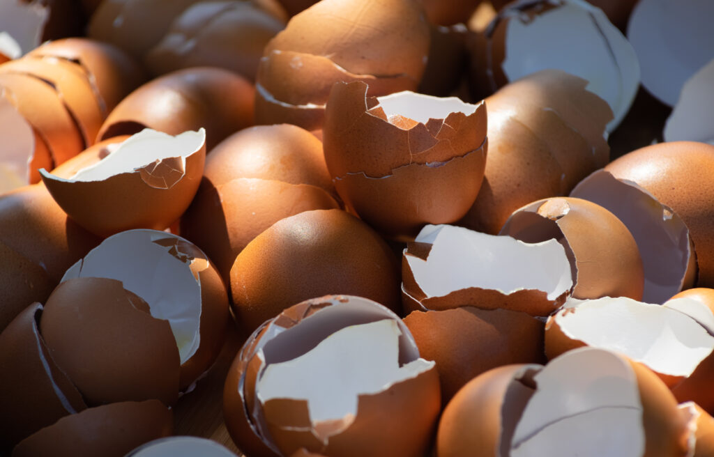Casca de ovo turbinada pode ser nova alternativa aos fertilizantes