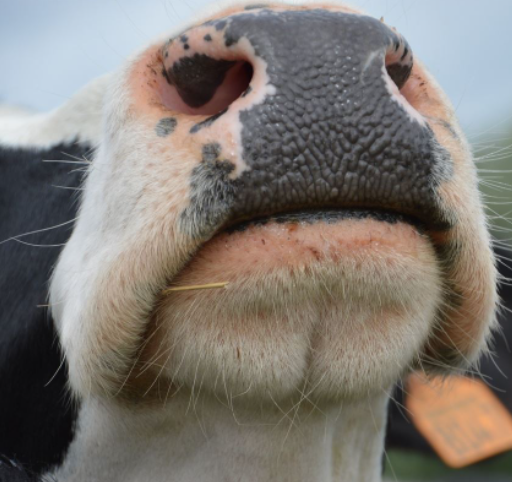 Impressão digital em focinhos permite rastrear bovinos via aplicativo de celular