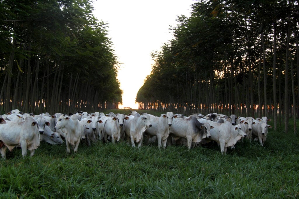 Embrapa faz estudo para mensurar emissão de metano dos bovinos