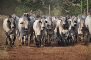 Forum discusses methane emissions in bovine chain