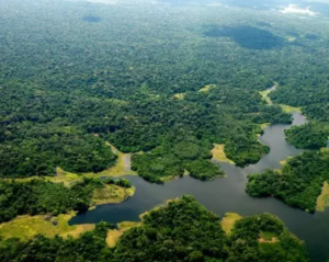 IBAMA issued 3,800 fines over deforestation in the Amazon in 2022
