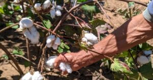Sustainable Cotton Project includes families in Cerrado Mineiro