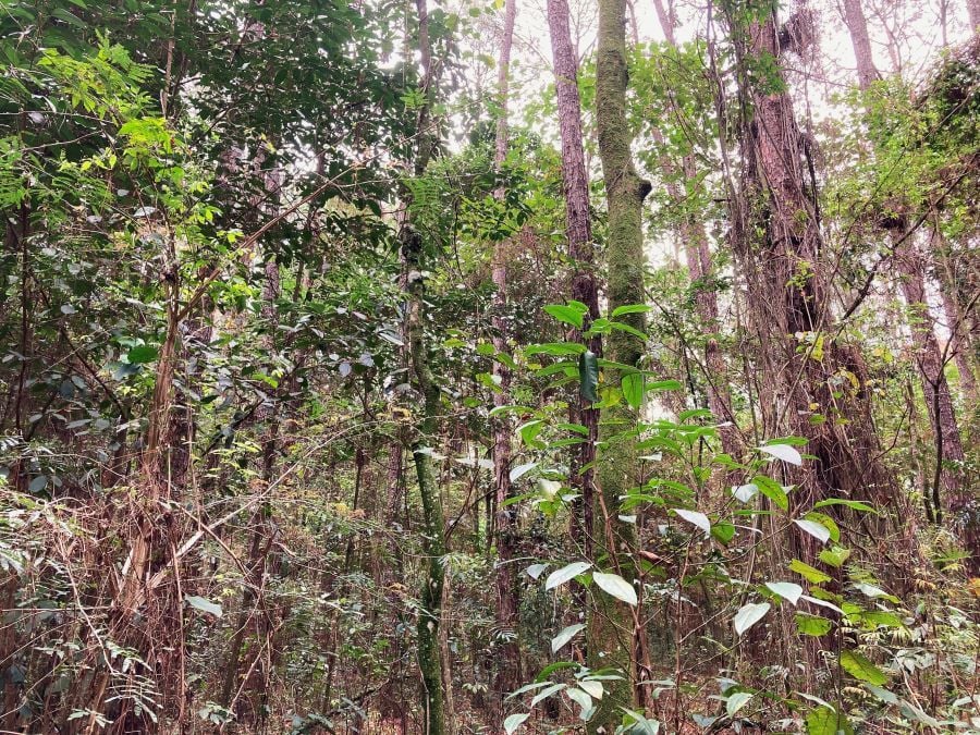 Estudo identifica mais de mil espécies de árvores nativas em plantios de eucalipto e pinus