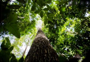 10 anos: Entenda os pilares do Código Florestal Brasileiro