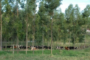 Paraná reafirma compromissos para reduzir emissões de carbono no setor agropecuário